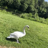 Joyful_Lake