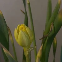 rose122122